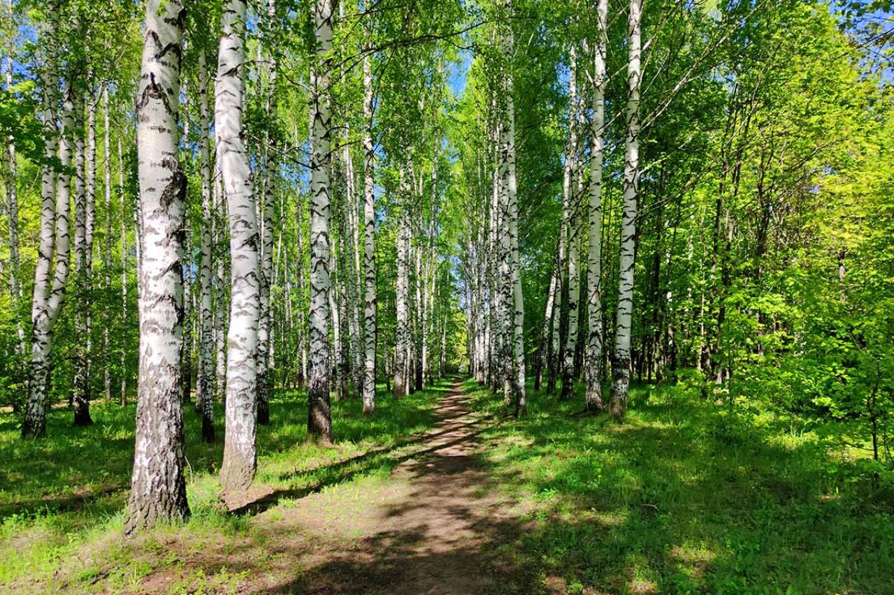 堀辰雄の『風立ちぬ』あらすじ紹介。あなたの「生きる意味」を問い直す名作