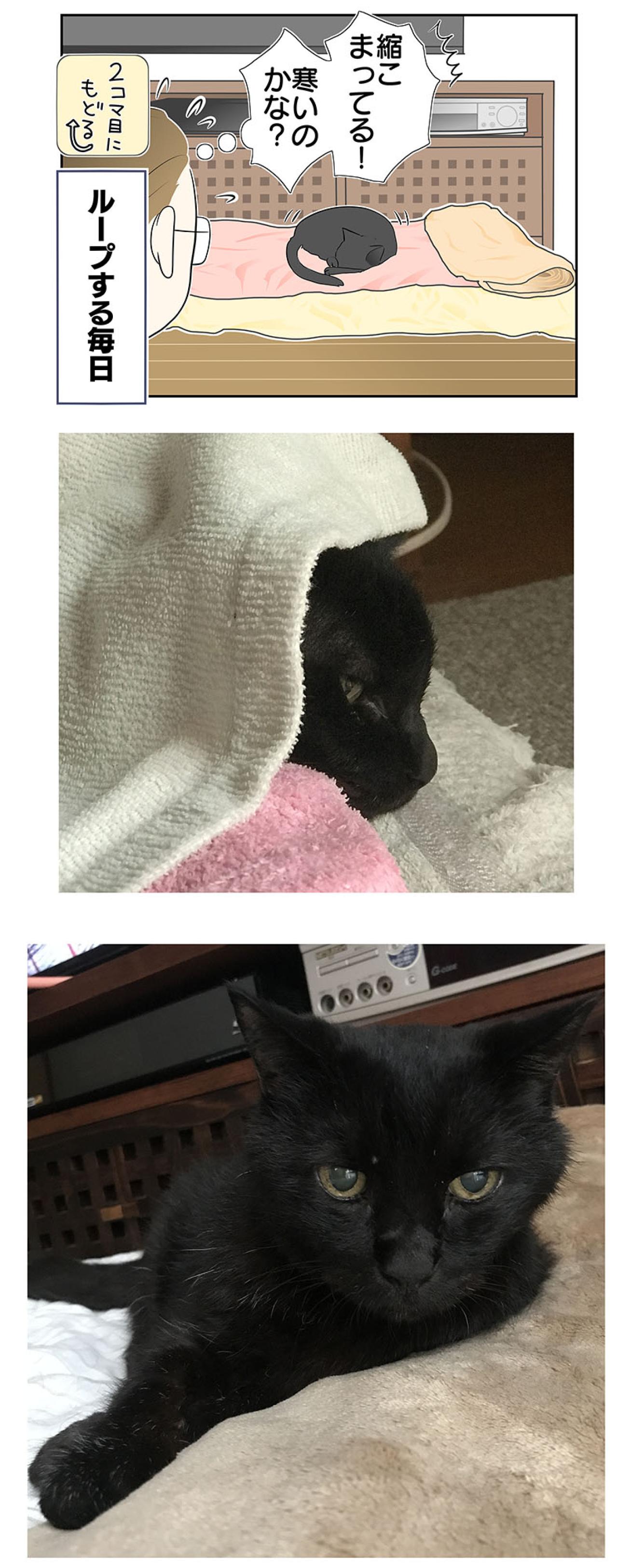 【マンガ・老猫日誌＃28】老猫とのループする日常？ 19歳の元保護猫・桃姐（画像4）