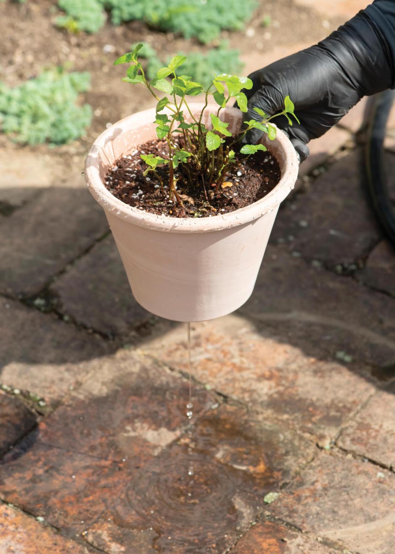 【ガーデニング】1鉢に1株だから気軽に育てられる「ハーブの単植」とは？（画像17）