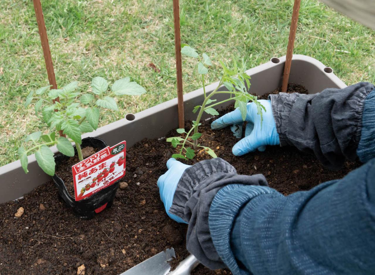 【ガーデニング】庭がなくてもOK！たくさん収穫できる「コンテナ菜園」春〜夏バージョン（画像13）