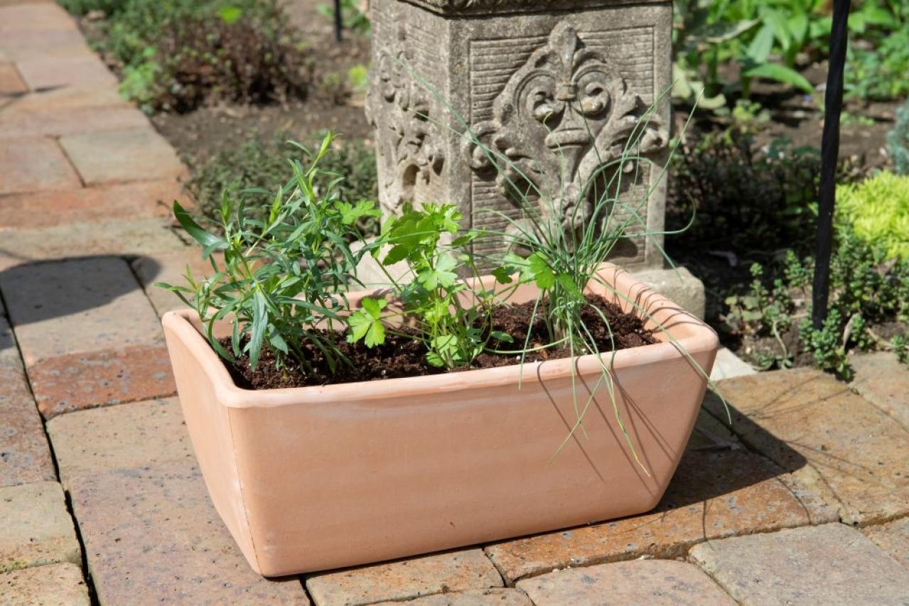 【ガーデニング】はじめてでもできる！鉢で育てるハーブ 単植＆寄せ植え（画像19）