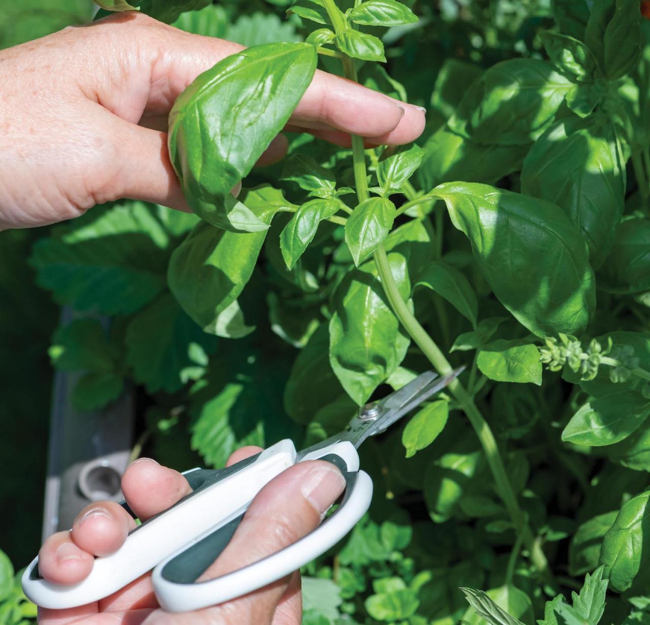 【ガーデニング】春に植えた「コンテナ菜園」の収穫作業をわかりやすく解説！（画像3）