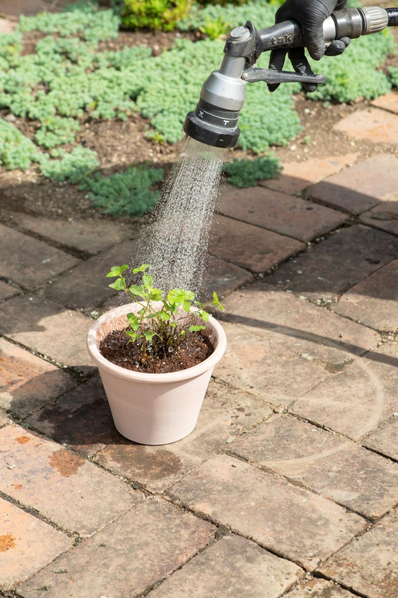 【ガーデニング】はじめてでもできる！鉢で育てるハーブ 単植＆寄せ植え（画像9）