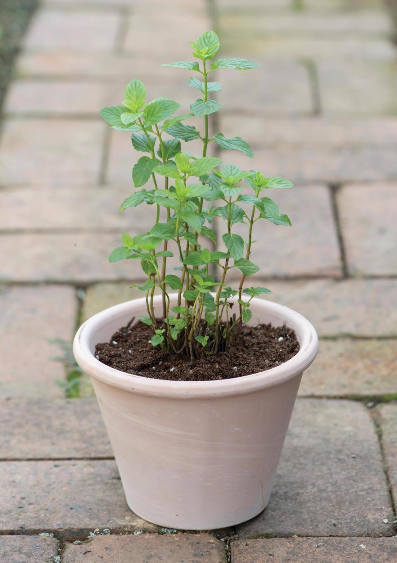 【ガーデニング】1鉢に1株だから気軽に育てられる「ハーブの単植」とは？（画像16）