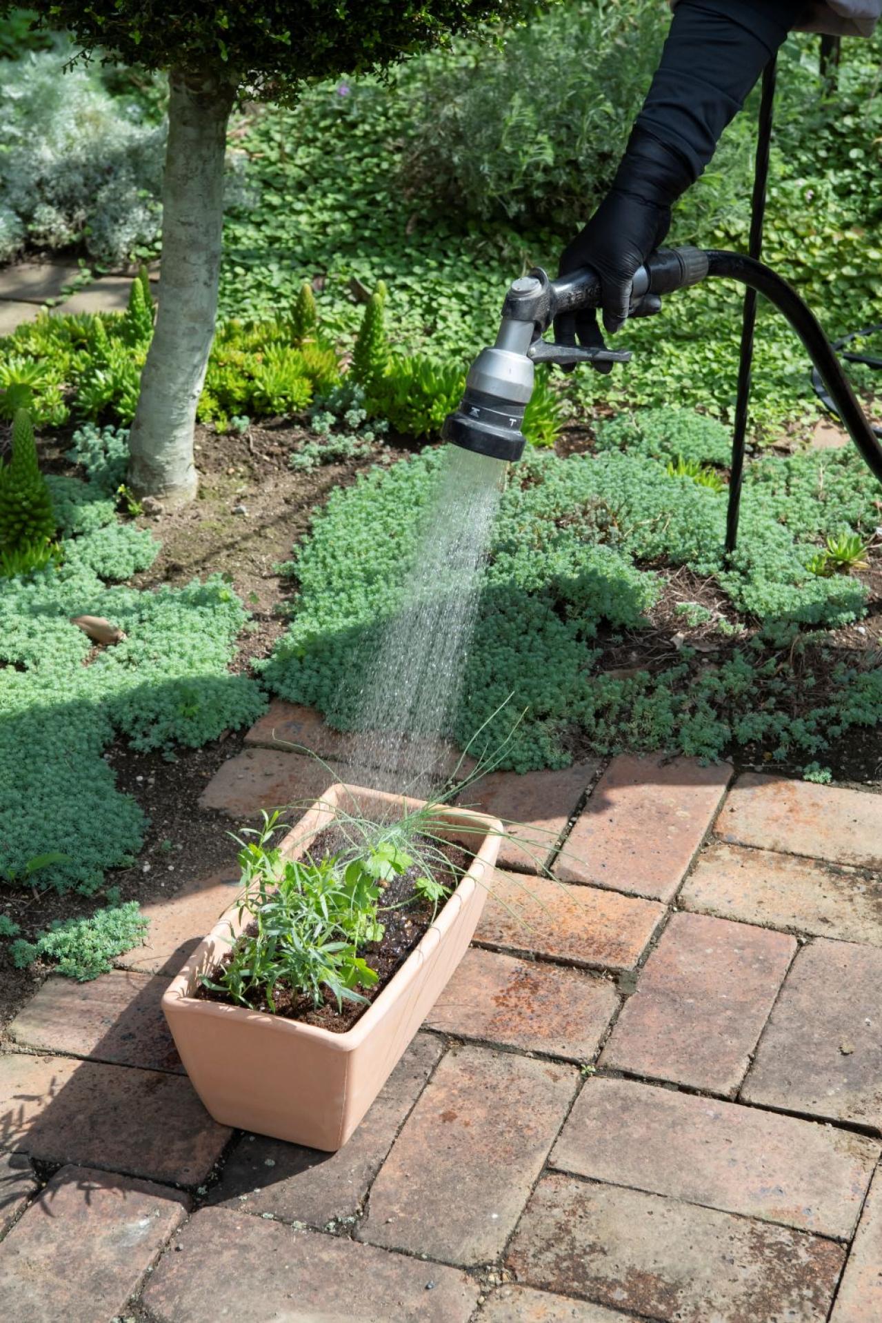 【ガーデニング】はじめてでもできる！鉢で育てるハーブ 単植＆寄せ植え（画像18）