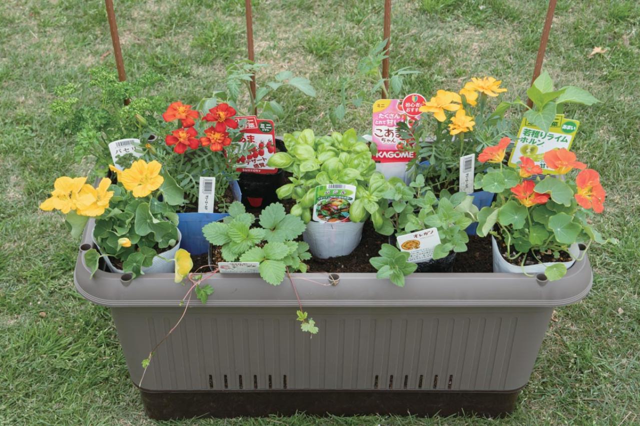 【ガーデニング】庭がなくてもOK！たくさん収穫できる「コンテナ菜園」春〜夏バージョン（画像11）