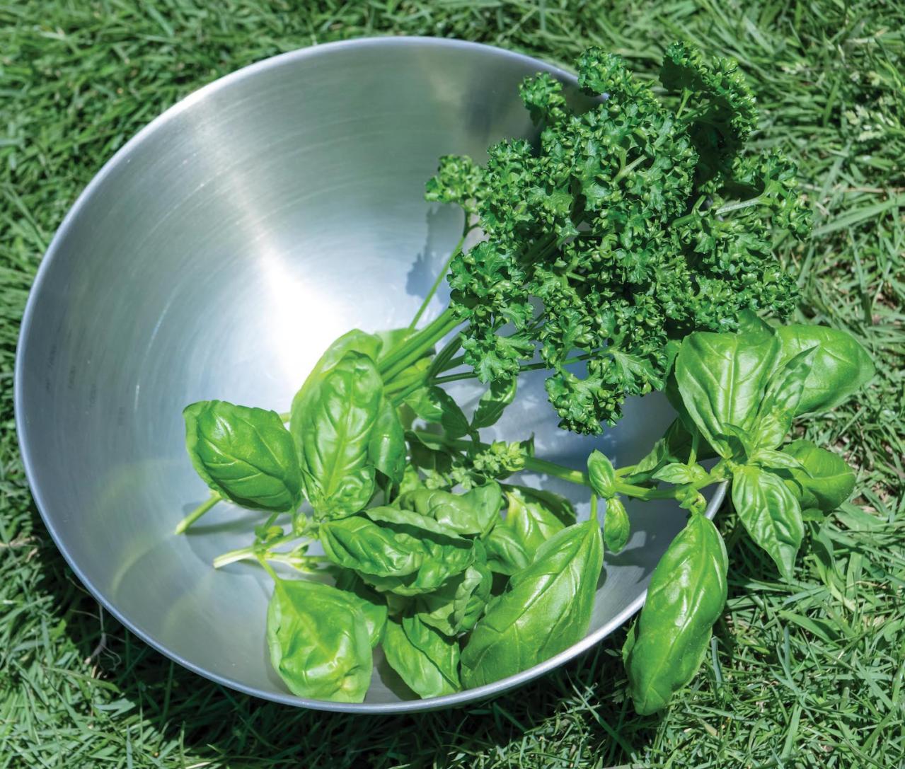 【ガーデニング】春に植えた「コンテナ菜園」の収穫作業をわかりやすく解説！（画像5）