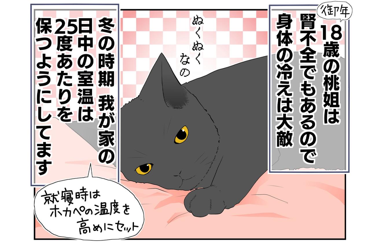 【老猫マンガ】老猫とのループする日常？ 18歳の元保護猫・桃姐［＃28］