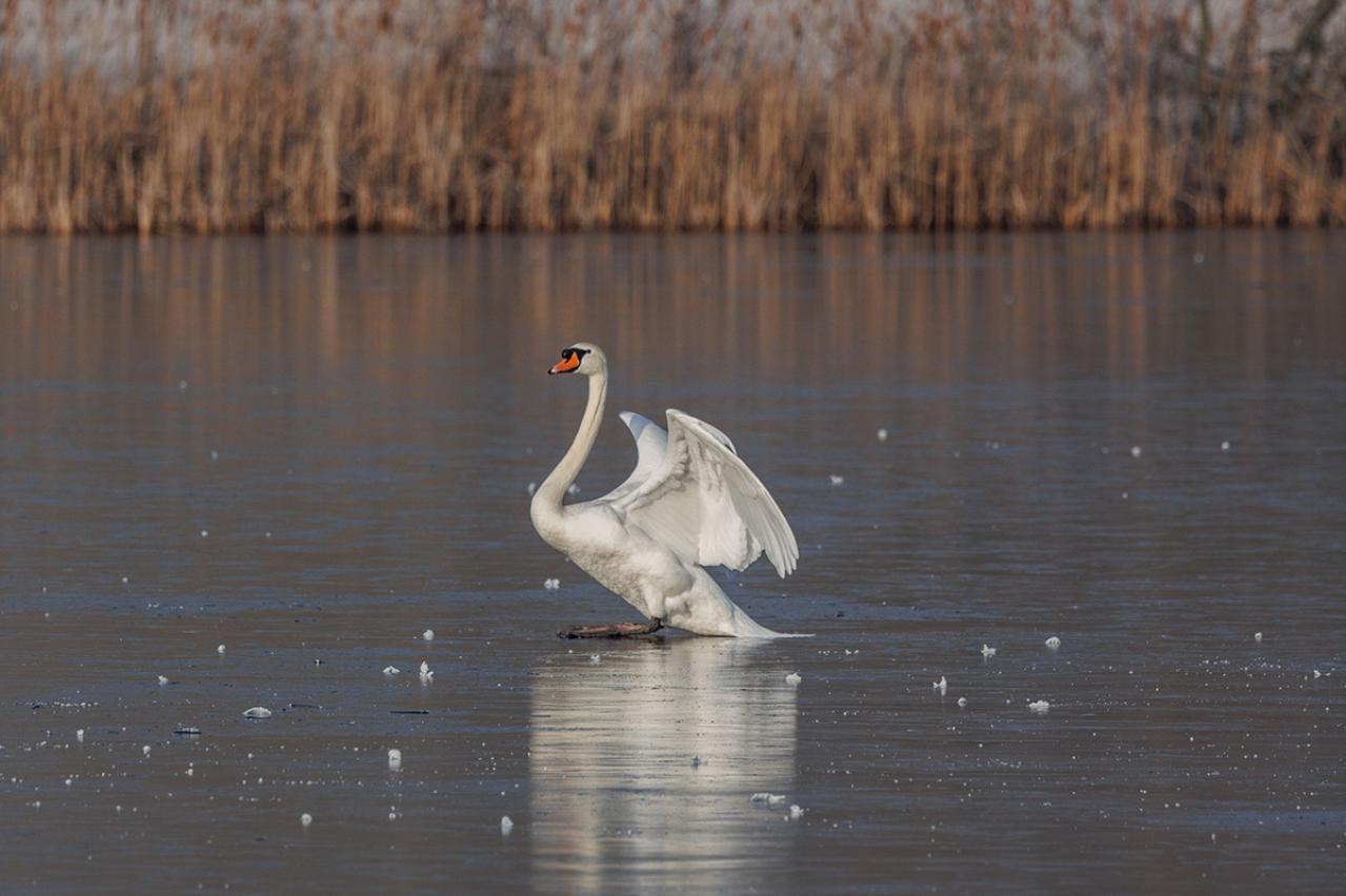 アンデルセンの『醜い家鴨の子』あらすじ紹介。教訓と感動！～生きる喜びと自己肯定感が湧き上がる