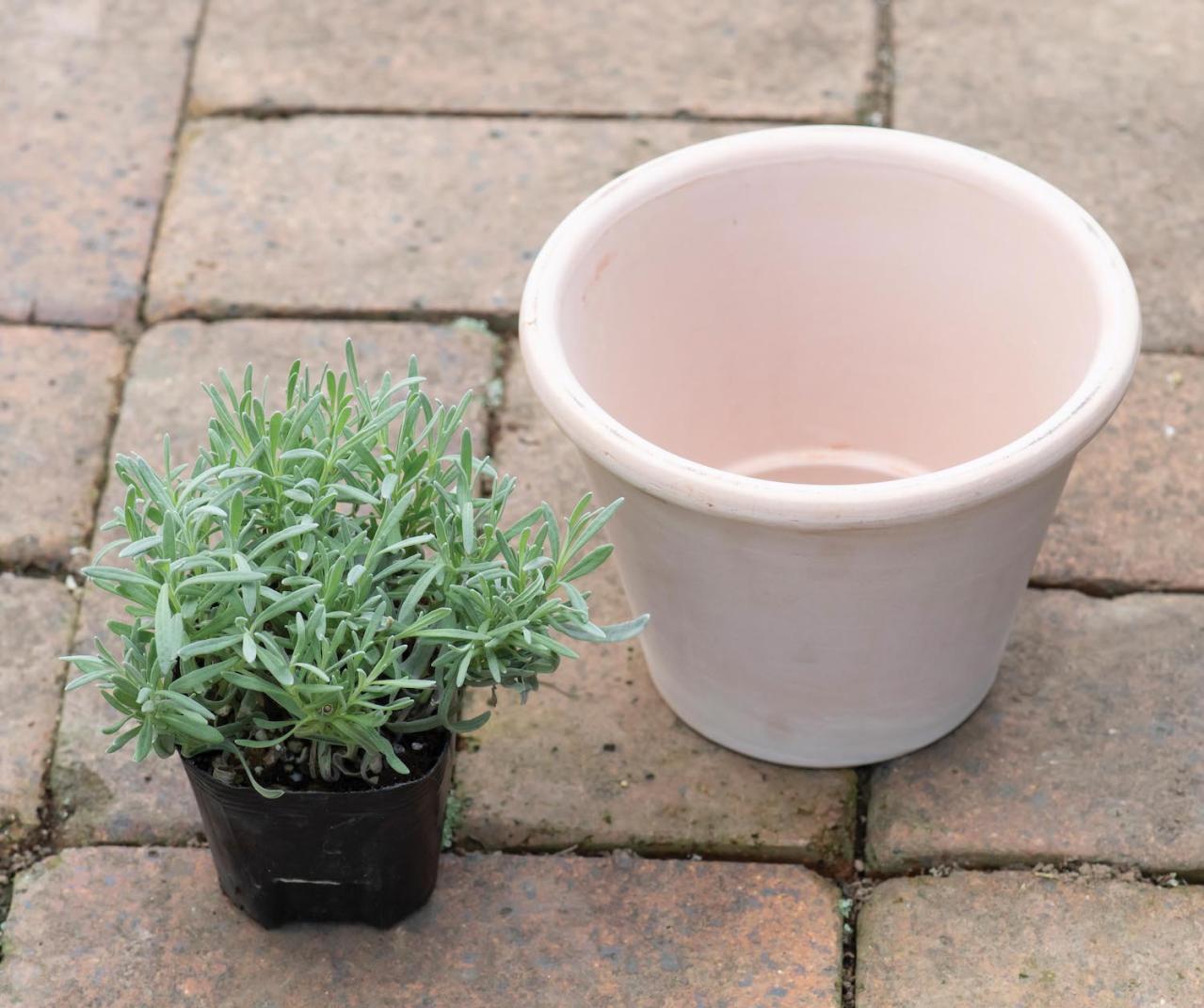 【ガーデニング】1鉢に1株だから気軽に育てられる「ハーブの単植」とは？（画像12）