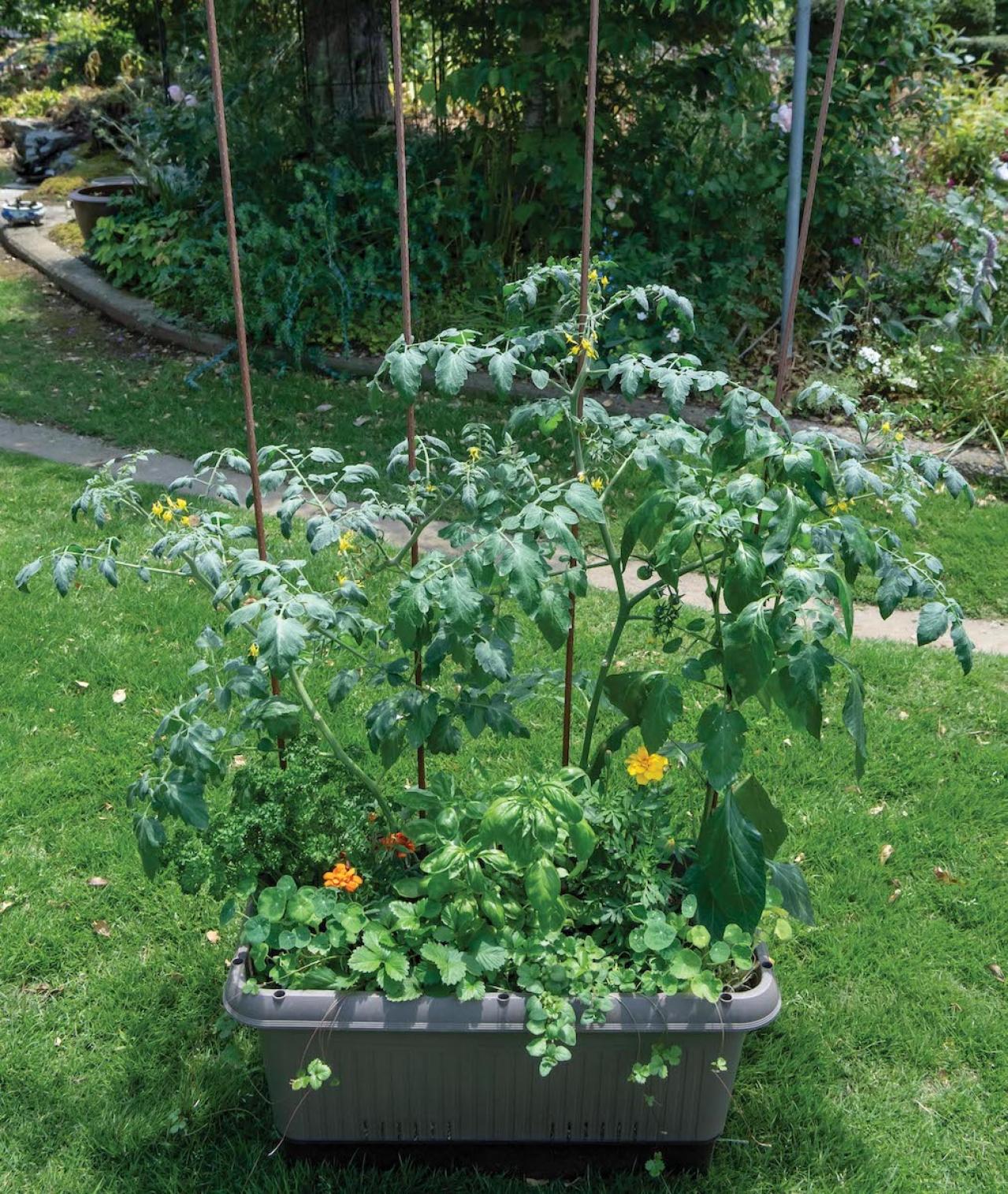 【ガーデニング】春に植えた「コンテナ菜園」の収穫作業をわかりやすく解説！（画像2）