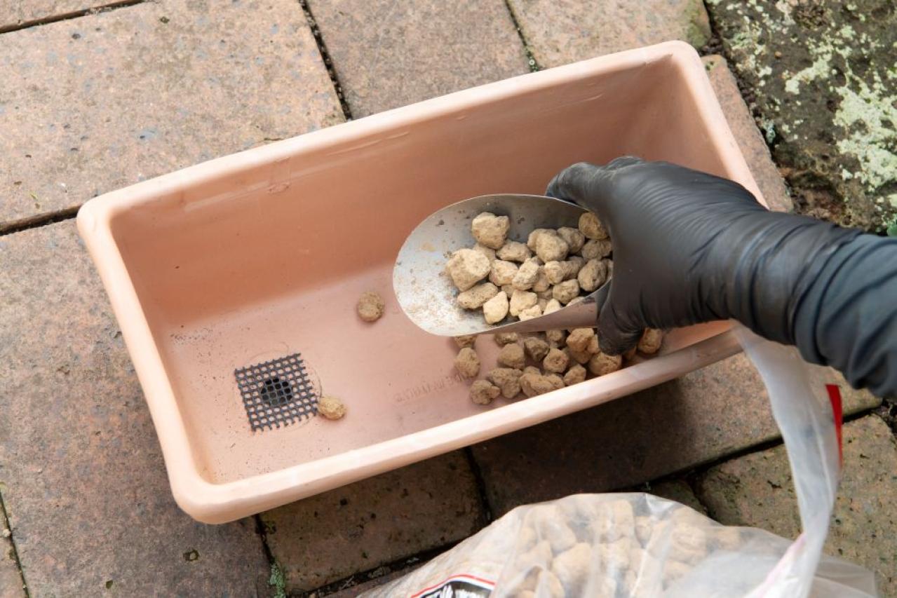 【ガーデニング】はじめてでもできる！鉢で育てるハーブ 単植＆寄せ植え（画像12）