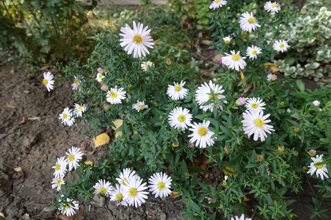 伊藤左千夫の『野菊の墓』あらすじ紹介。淡い恋と切ない別れがひっそりと描かれる名作