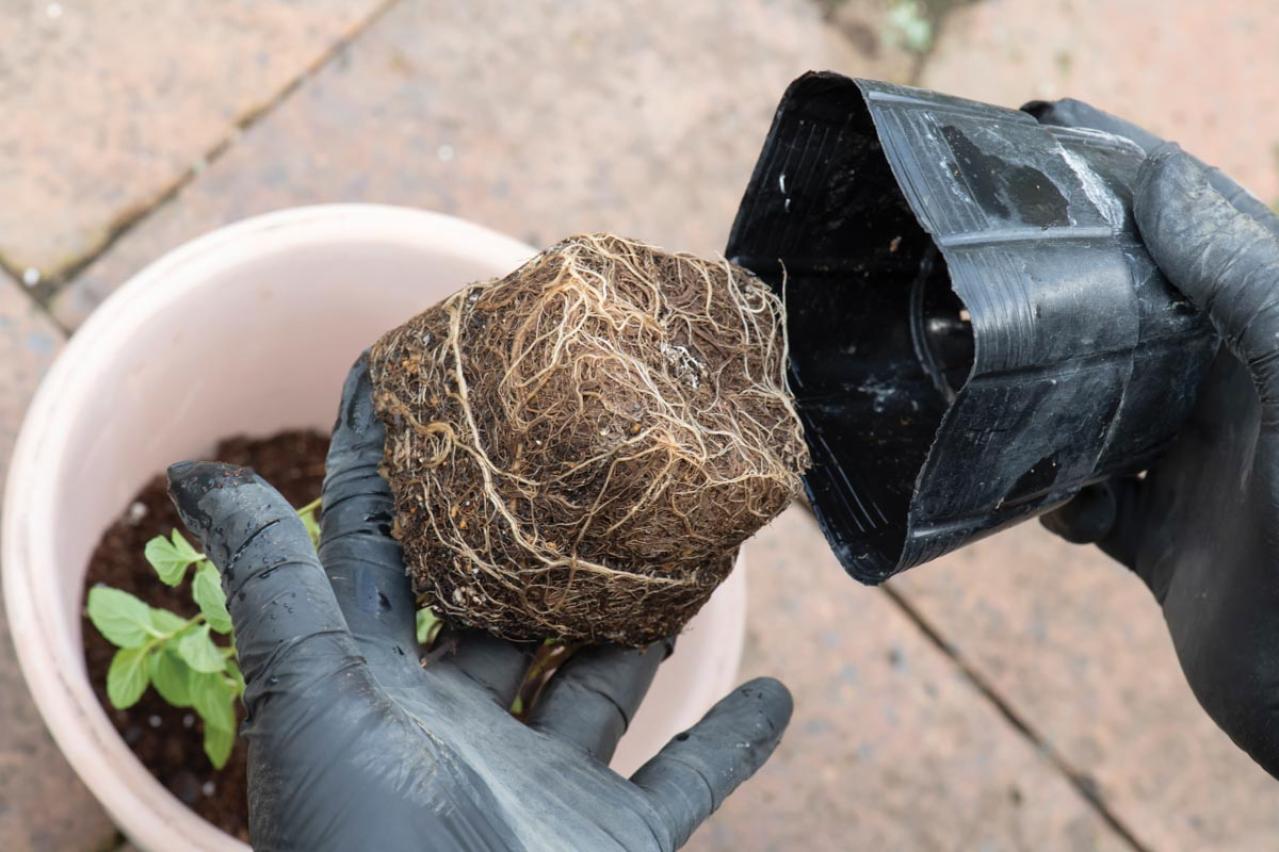 【ガーデニング】1鉢に1株だから気軽に育てられる「ハーブの単植」とは？（画像6）