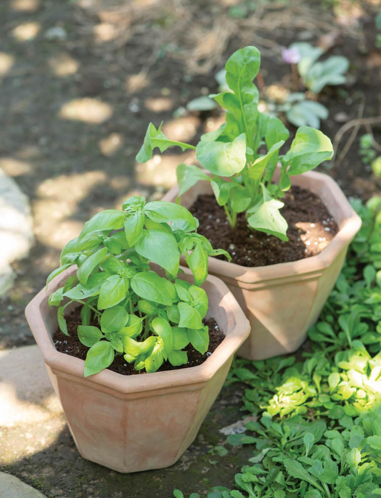 【ガーデニング】1鉢に1株だから気軽に育てられる「ハーブの単植」とは？（画像2）