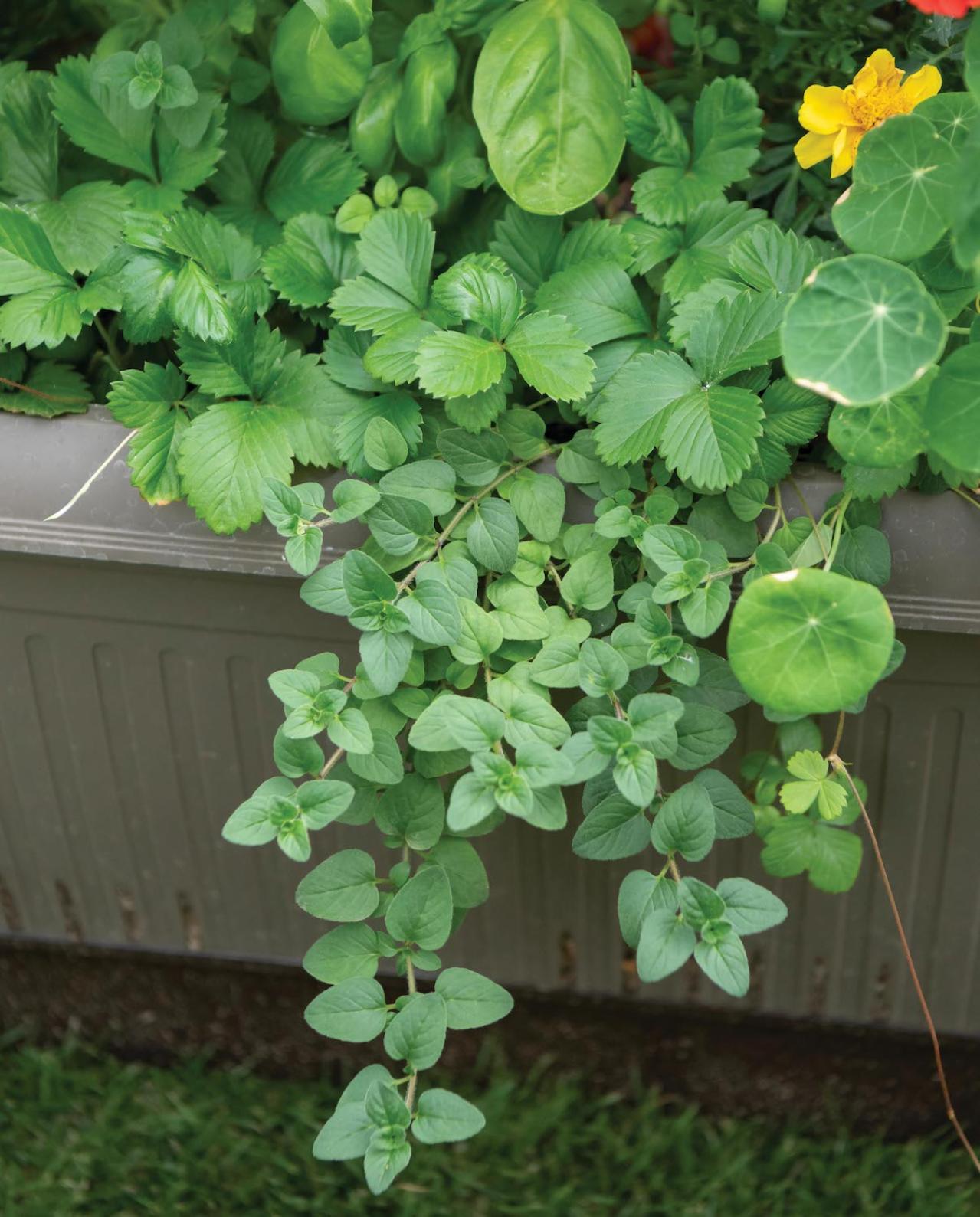 【ガーデニング】春に植えた「コンテナ菜園」の収穫作業をわかりやすく解説！（画像9）