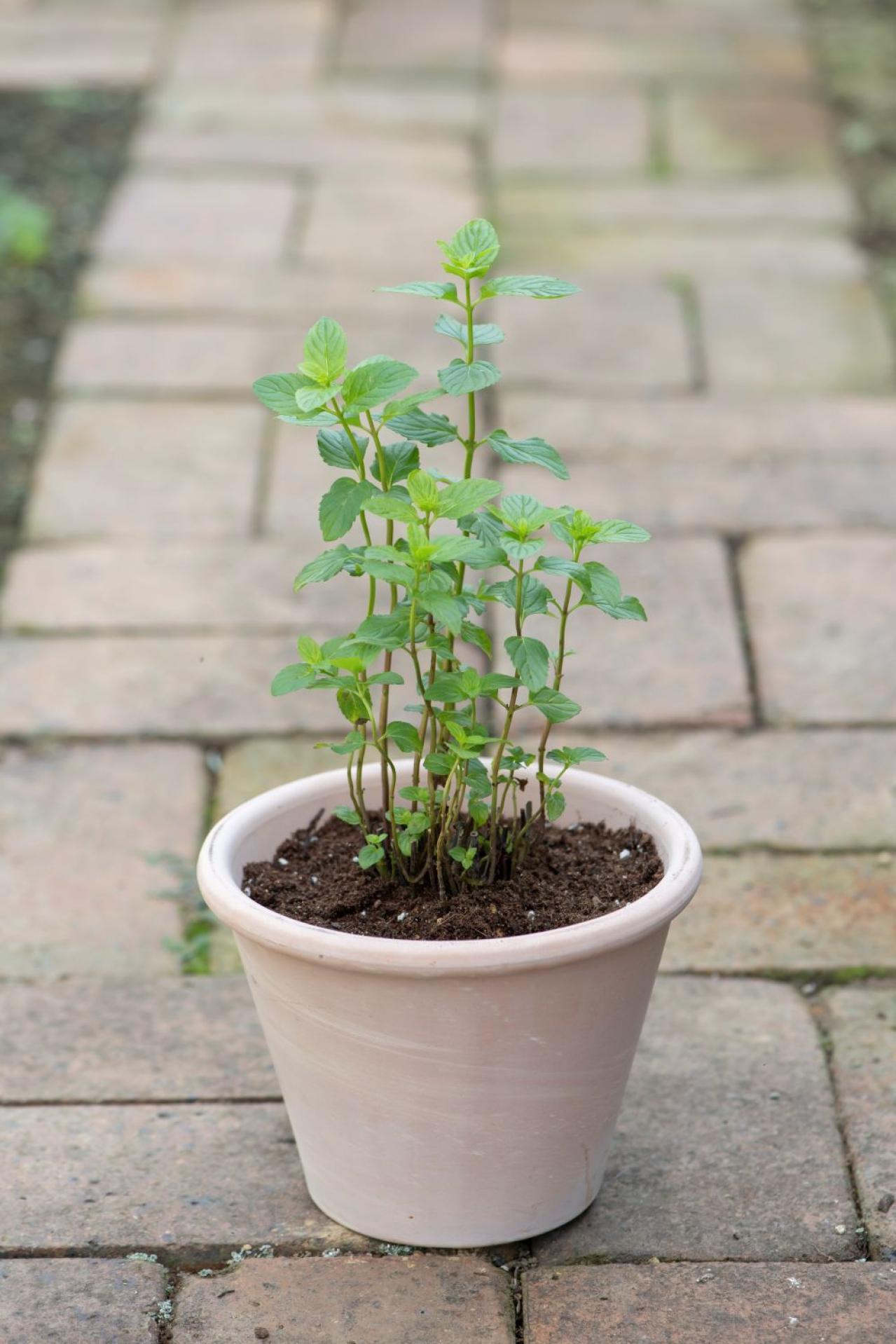 【ガーデニング】はじめてでもできる！鉢で育てるハーブ 単植＆寄せ植え（画像11）