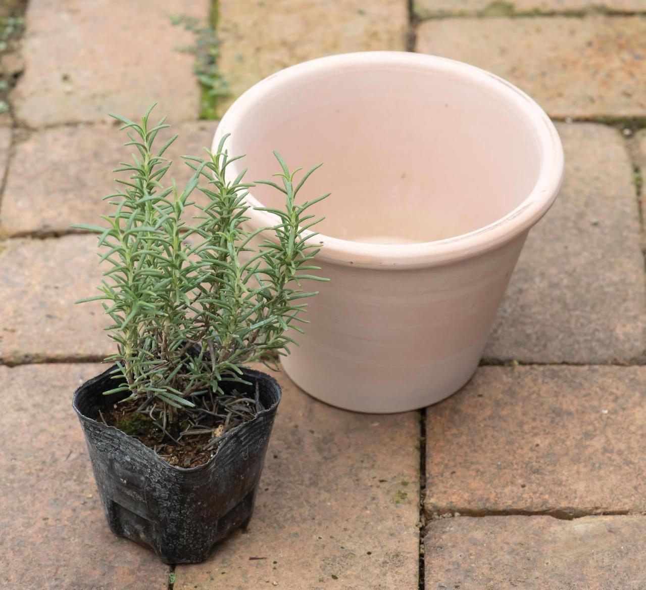 【ガーデニング】1鉢に1株だから気軽に育てられる「ハーブの単植」とは？（画像10）