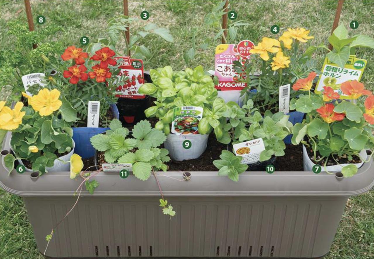 【ガーデニング】庭がなくてもOK！たくさん収穫できる「コンテナ菜園」春〜夏バージョン（画像6）