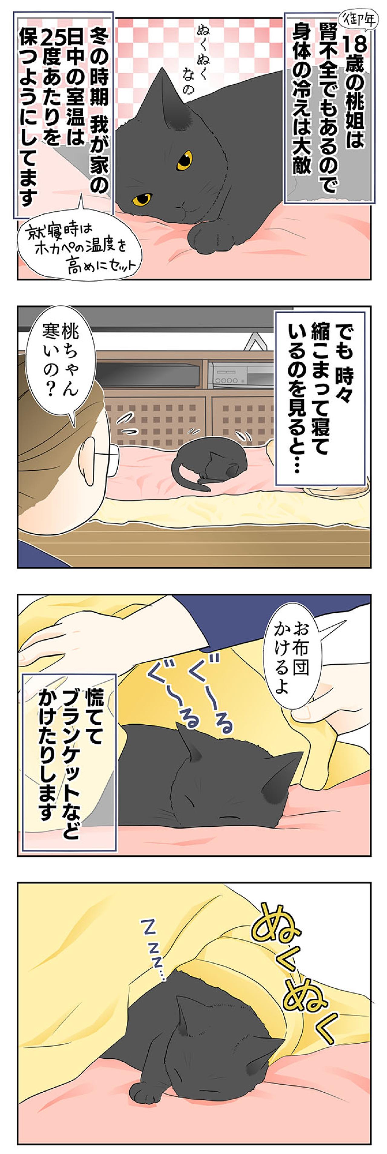 【マンガ・老猫日誌＃28】老猫とのループする日常？ 19歳の元保護猫・桃姐（画像2）