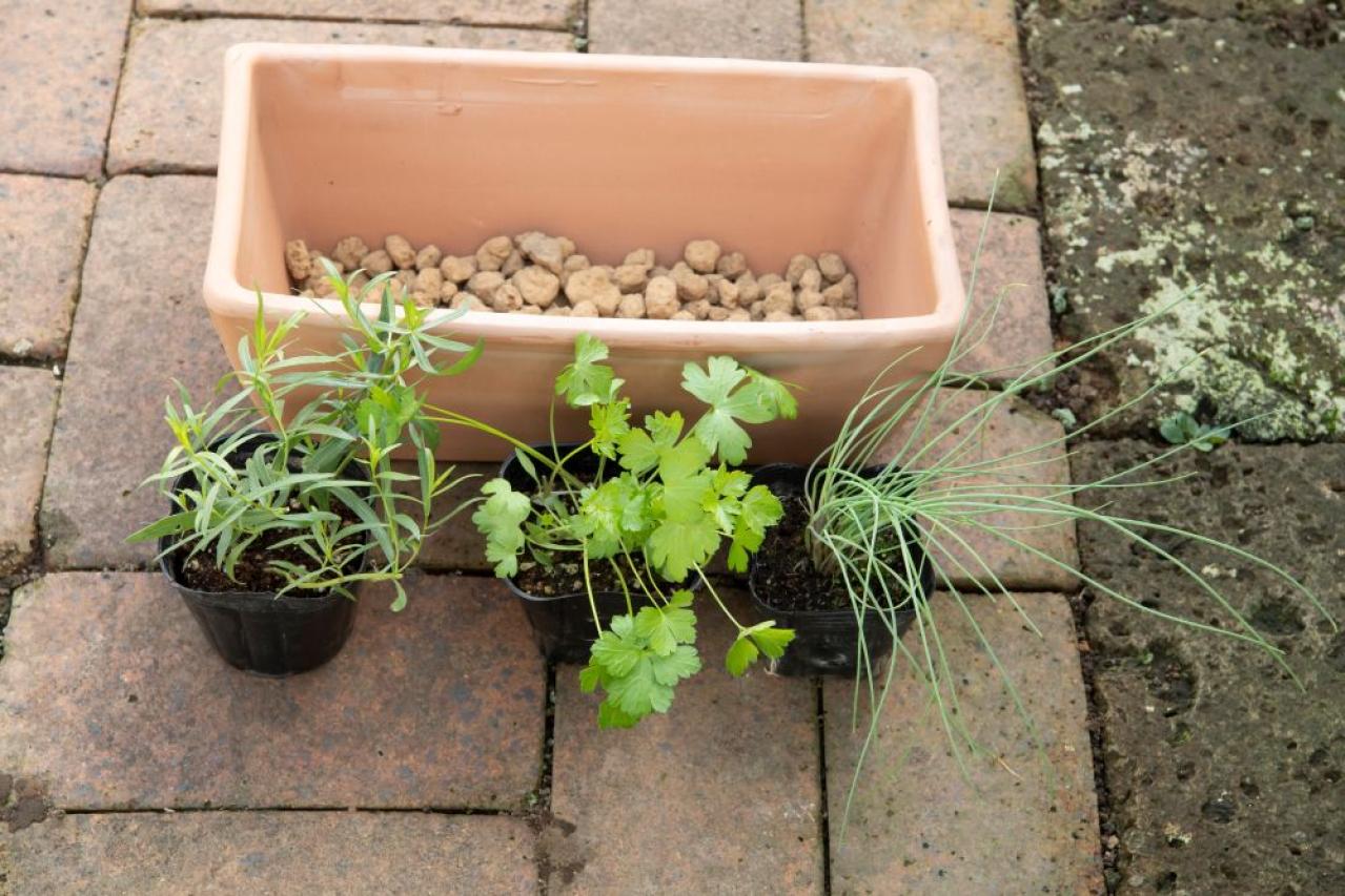 【ガーデニング】はじめてでもできる！鉢で育てるハーブ 単植＆寄せ植え（画像13）
