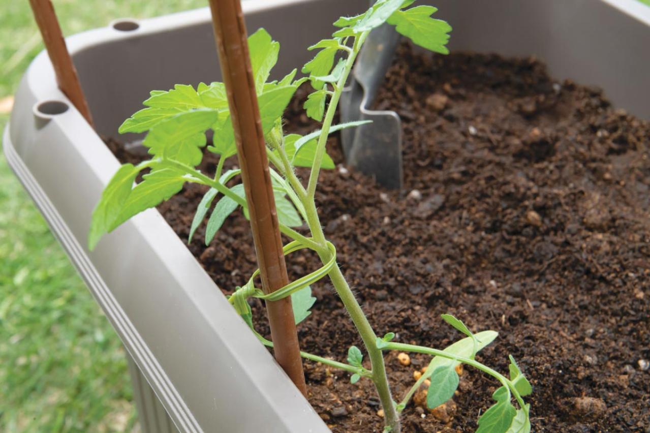 【ガーデニング】庭がなくてもOK！たくさん収穫できる「コンテナ菜園」春〜夏バージョン（画像15）