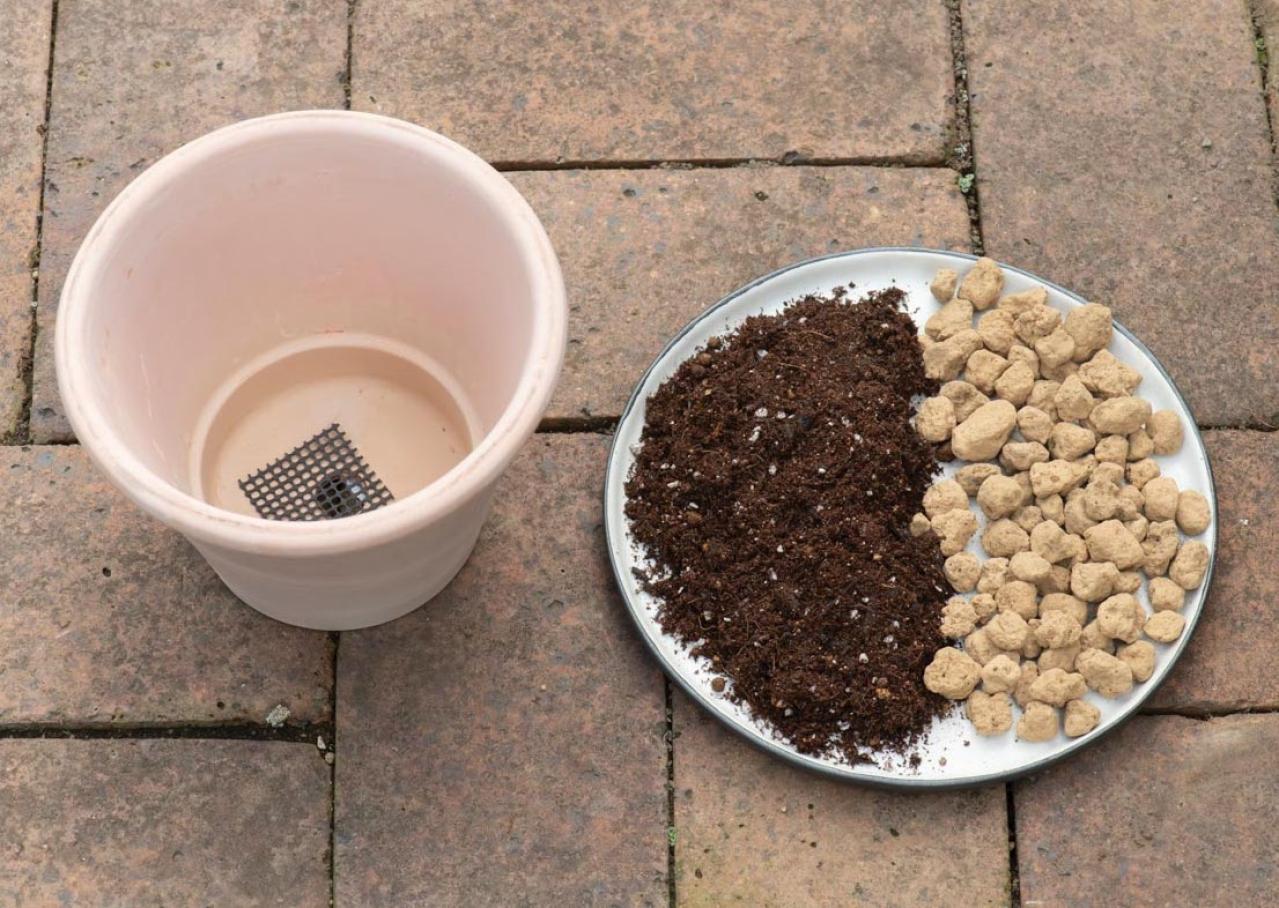 【ガーデニング】1鉢に1株だから気軽に育てられる「ハーブの単植」とは？（画像4）