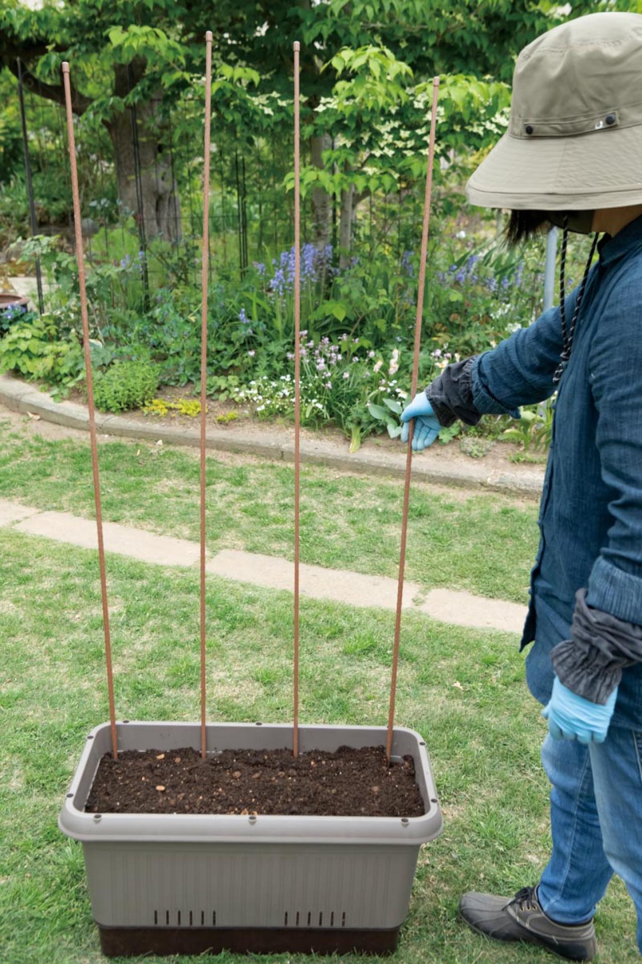 【ガーデニング】庭がなくてもOK！たくさん収穫できる「コンテナ菜園」春〜夏バージョン（画像10）
