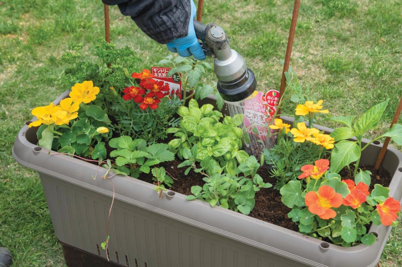 【ガーデニング】庭がなくてもOK！たくさん収穫できる「コンテナ菜園」春〜夏バージョン（画像20）