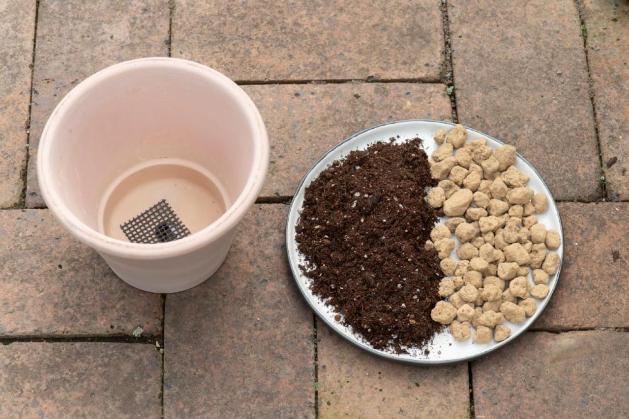 【ガーデニング】はじめてでもできる！鉢で育てるハーブ 単植＆寄せ植え（画像3）