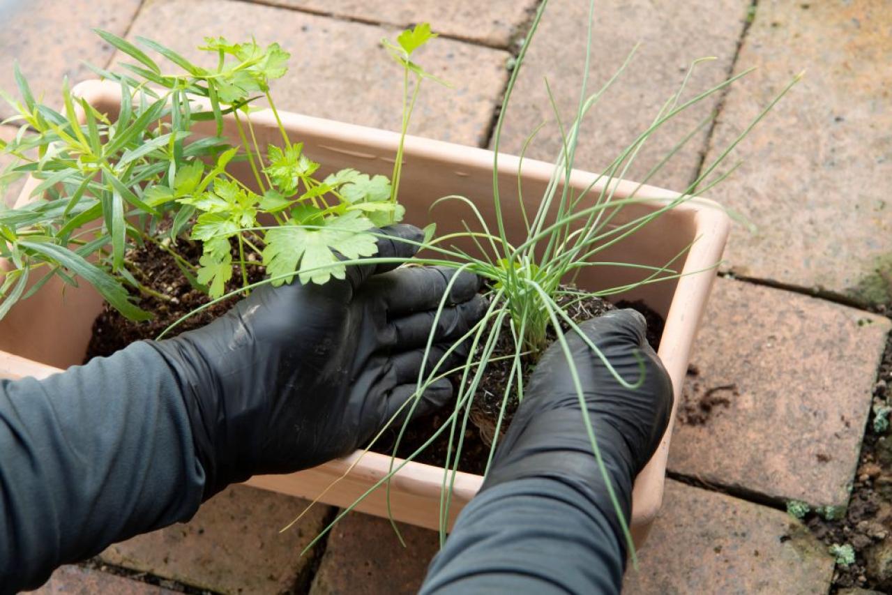 【ガーデニング】はじめてでもできる！鉢で育てるハーブ 単植＆寄せ植え（画像16）