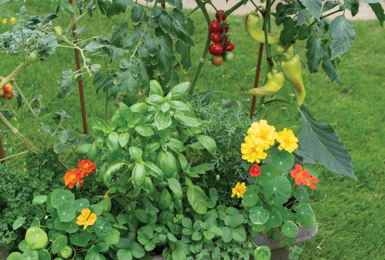 【ガーデニング】春に植えた「コンテナ菜園」の収穫作業をわかりやすく解説！