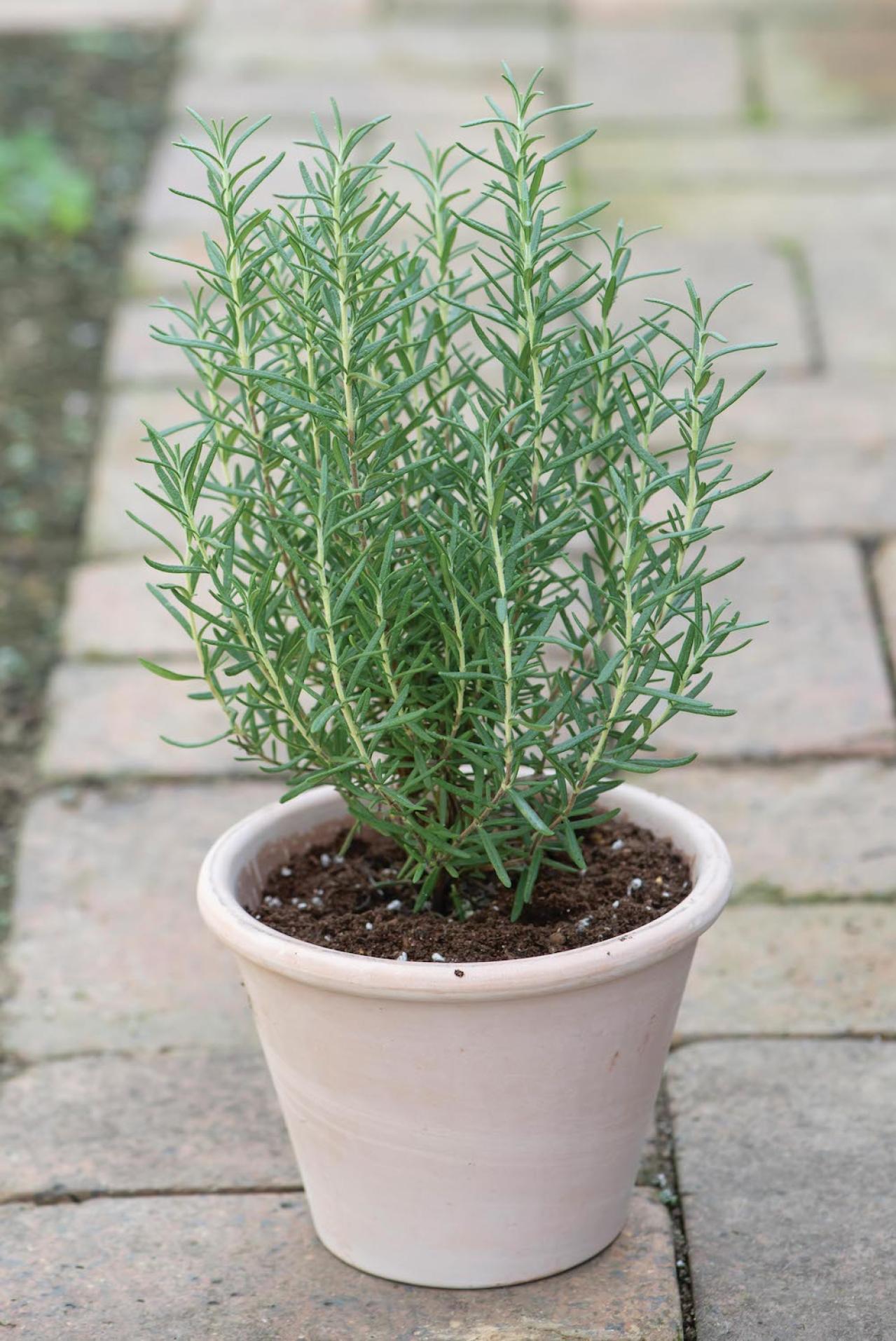 【ガーデニング】1鉢に1株だから気軽に育てられる「ハーブの単植」とは？（画像11）