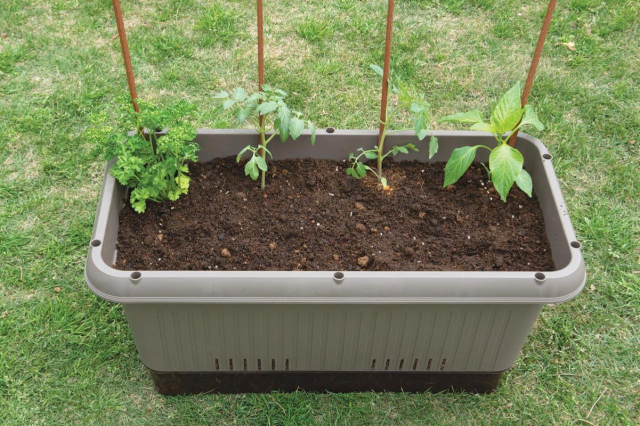 【ガーデニング】庭がなくてもOK！たくさん収穫できる「コンテナ菜園」春〜夏バージョン（画像16）