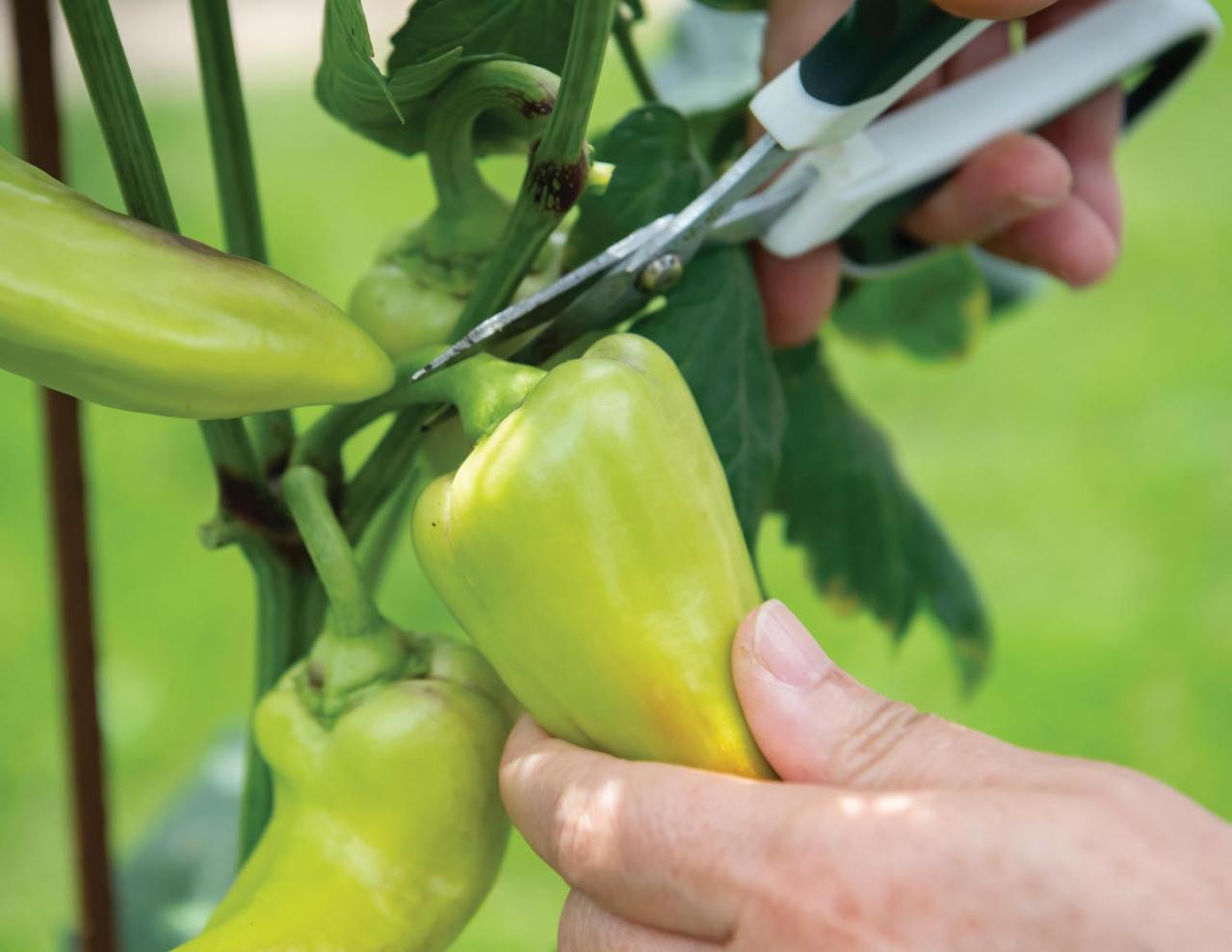 【ガーデニング】春に植えた「コンテナ菜園」の収穫作業をわかりやすく解説！（画像8）