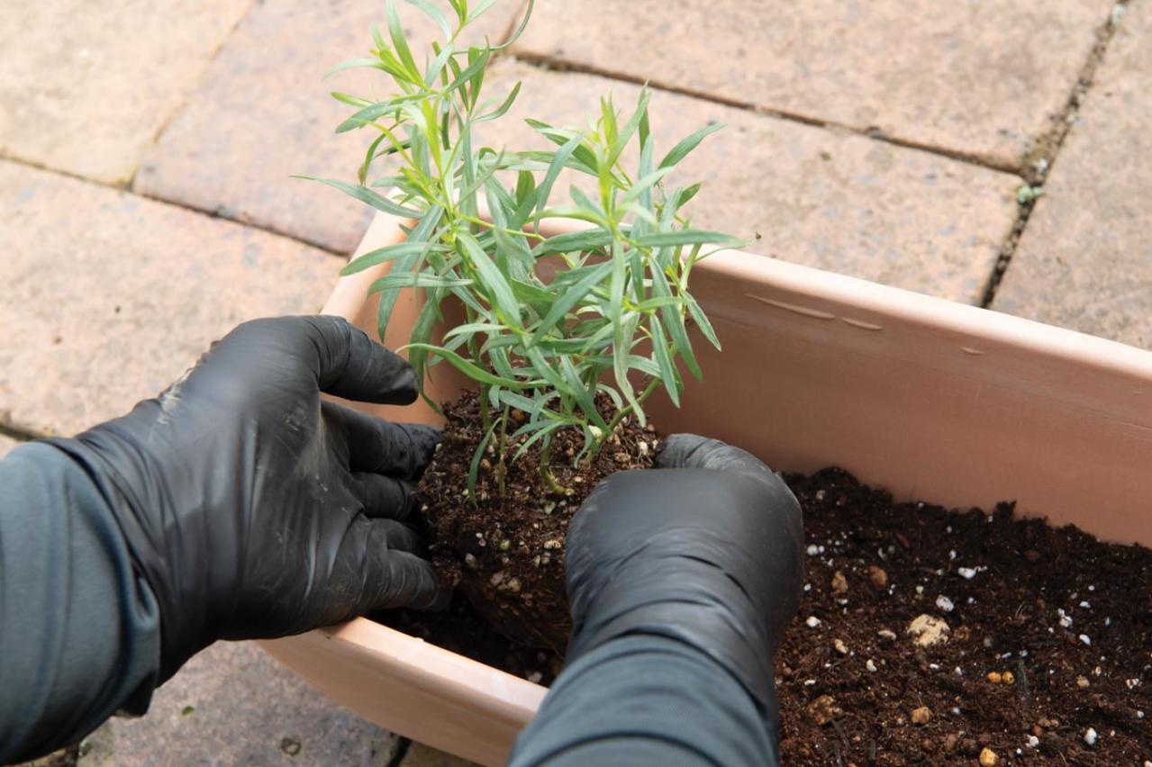 【ガーデニング】料理に役立つ「ハーブの寄せ植え」おすすめの組み合わせは？（画像6）