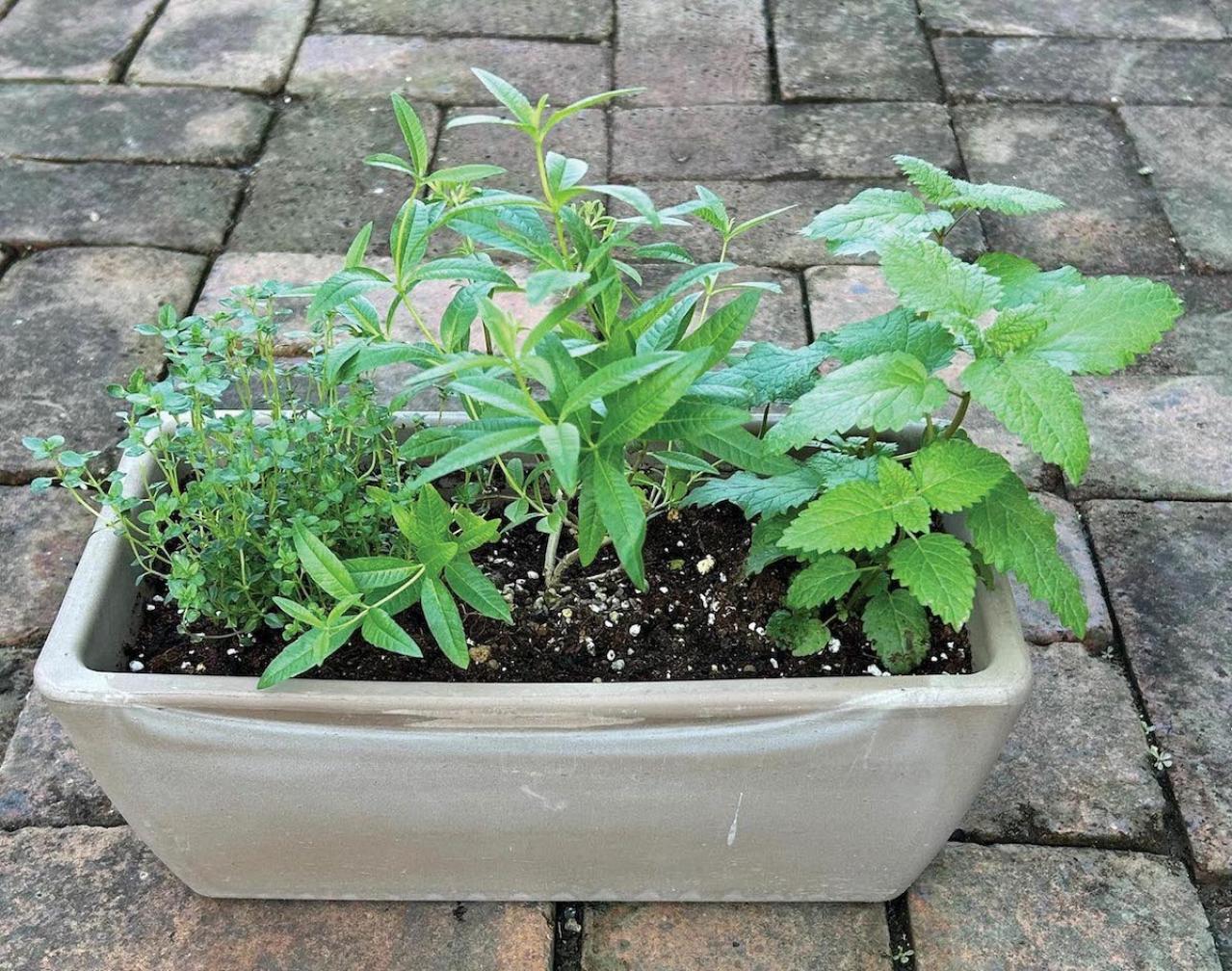 【ガーデニング】料理に役立つ「ハーブの寄せ植え」おすすめの組み合わせは？（画像3）