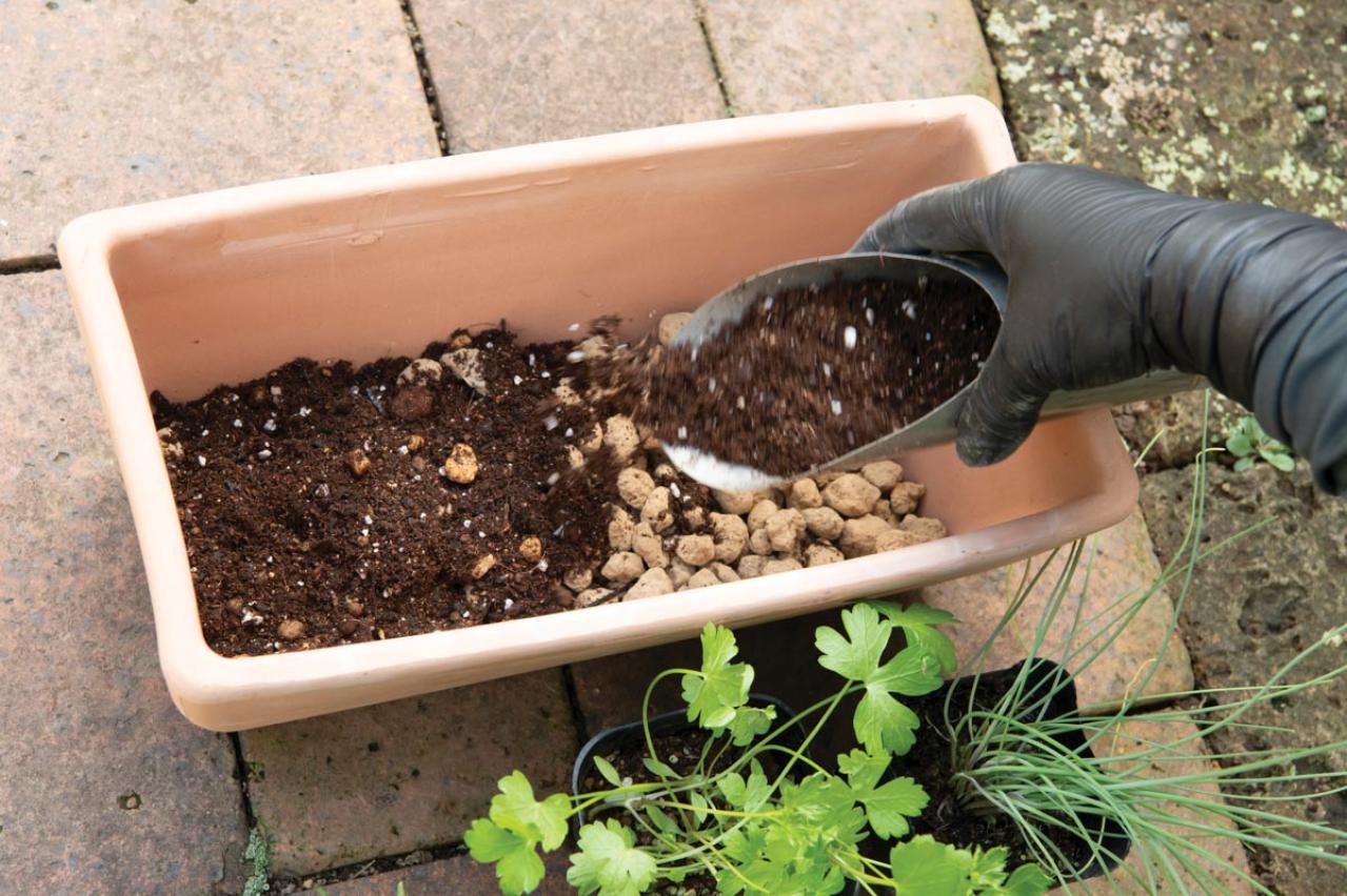 【ガーデニング】料理に役立つ「ハーブの寄せ植え」おすすめの組み合わせは？（画像5）