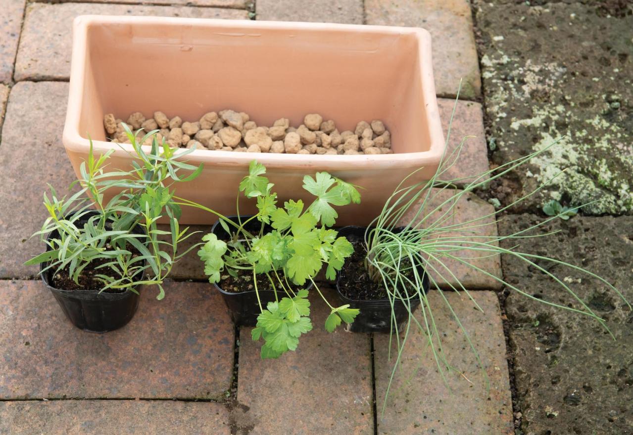 【ガーデニング】料理に役立つ「ハーブの寄せ植え」おすすめの組み合わせは？（画像4）