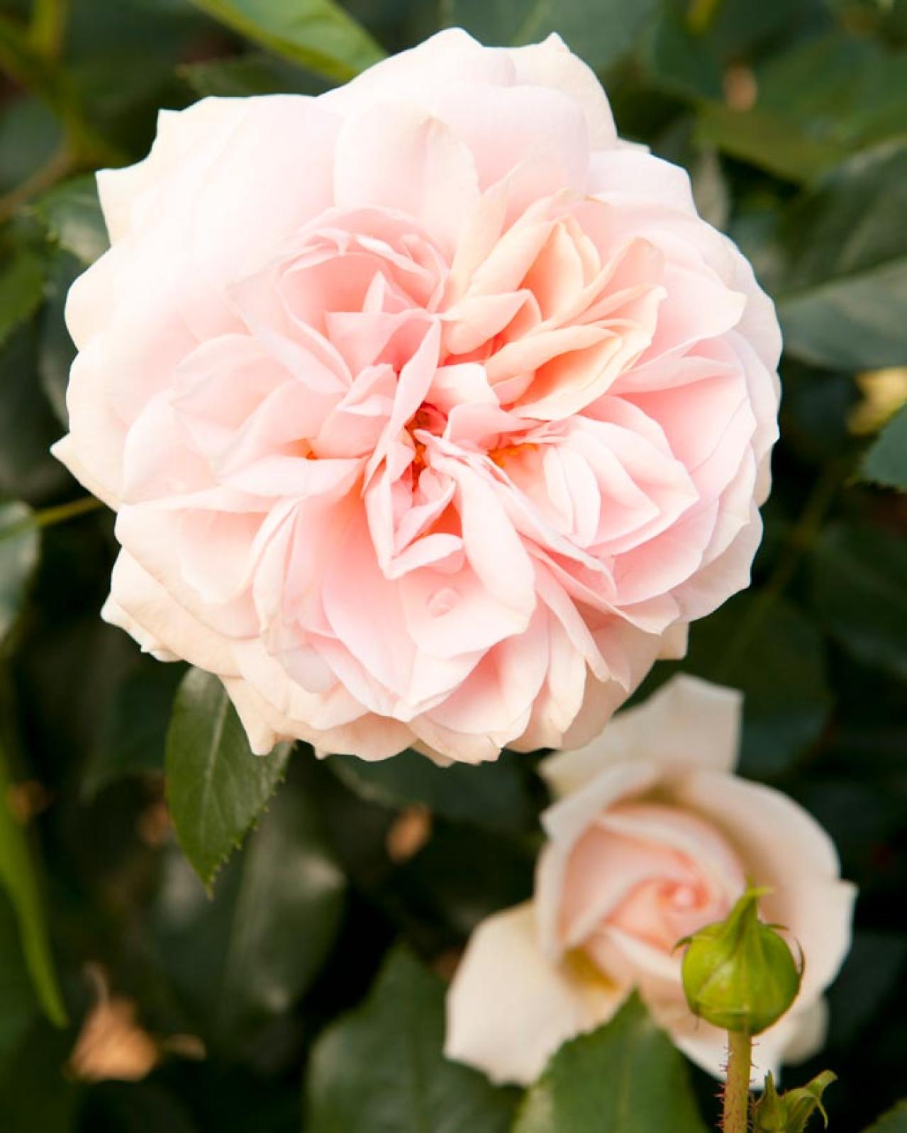 【ガーデニング】バラの季節をリードする“早咲きのバラ”［5選］（画像6）