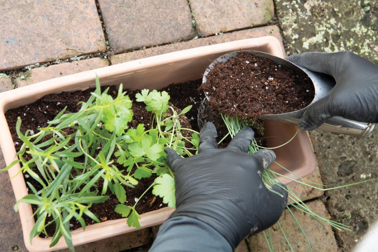 【ガーデニング】料理に役立つ「ハーブの寄せ植え」おすすめの組み合わせは？（画像8）