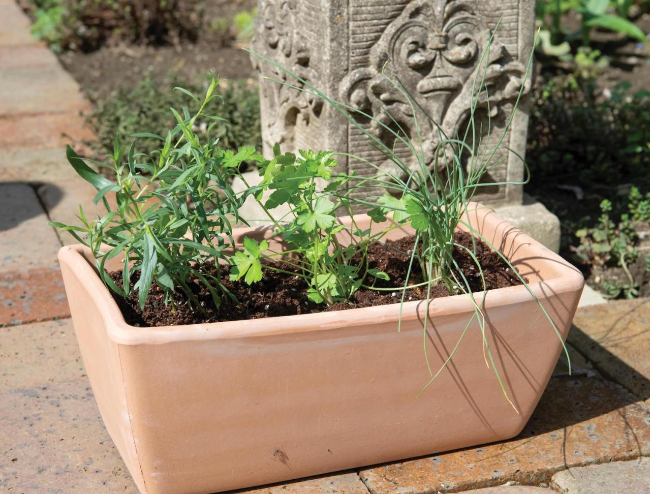 【ガーデニング】料理に役立つ「ハーブの寄せ植え」おすすめの組み合わせは？（画像2）