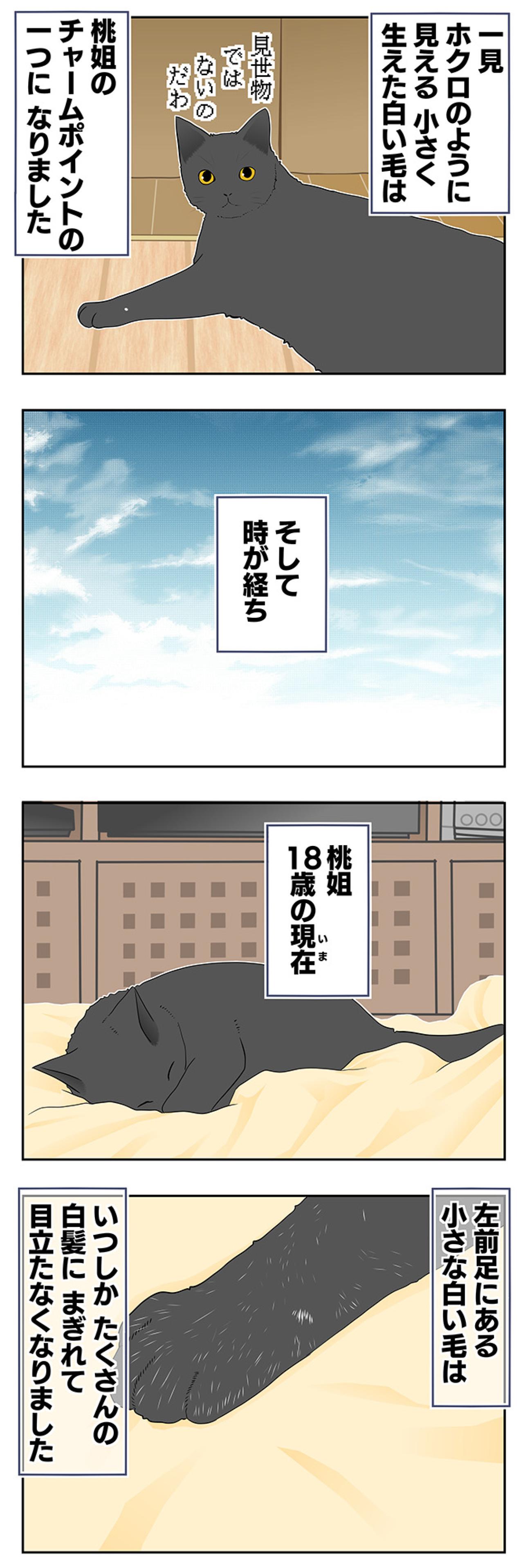 【マンガ・老猫日誌＃29】年をとってもかわらないもの…19歳の元保護猫・桃姐（画像3）