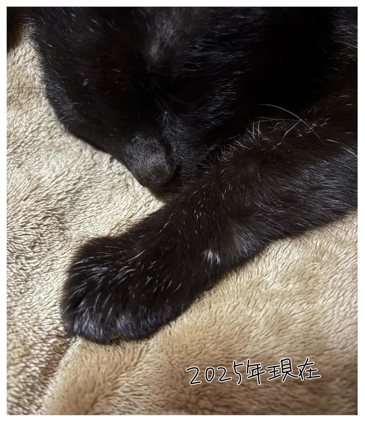 【マンガ・老猫日誌＃29】年をとってもかわらないもの…19歳の元保護猫・桃姐（画像5）