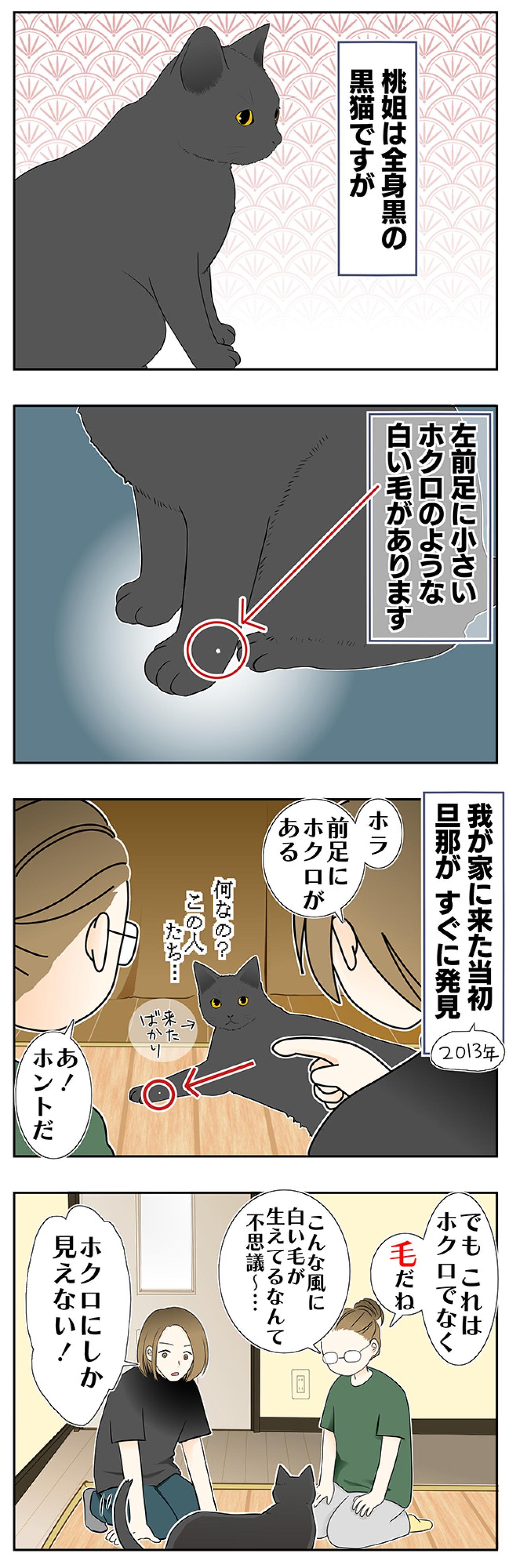 【マンガ・老猫日誌＃29】年をとってもかわらないもの…19歳の元保護猫・桃姐（画像2）