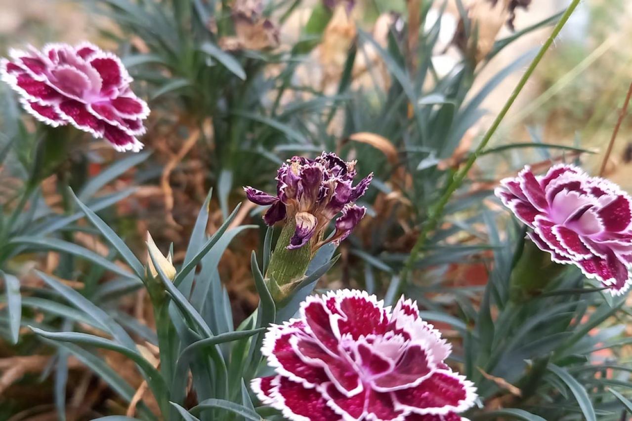 【ガーデニング】カーネーションはコスパ抜群の多年草！？「母の日」の花を長く楽しむ育て方（画像8）