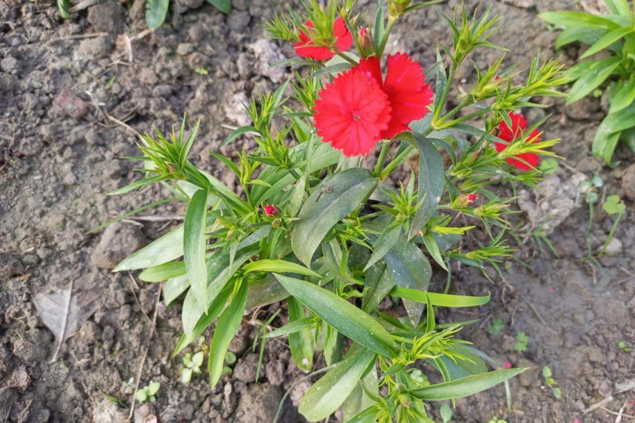 【ガーデニング】カーネーションはコスパ抜群の多年草！？「母の日」の花を長く楽しむ育て方（画像12）