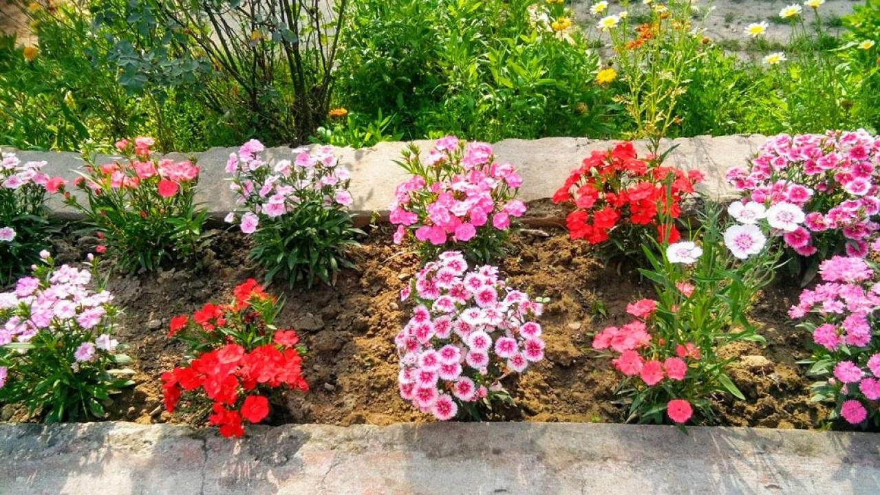 【ガーデニング】カーネーションはコスパ抜群の多年草！？「母の日」の花を長く楽しむ育て方（画像13）