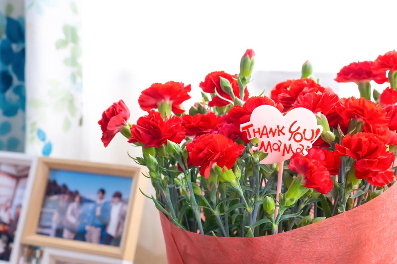 【ガーデニング】カーネーションはコスパ抜群の多年草！？「母の日」の花を長く楽しむ育て方