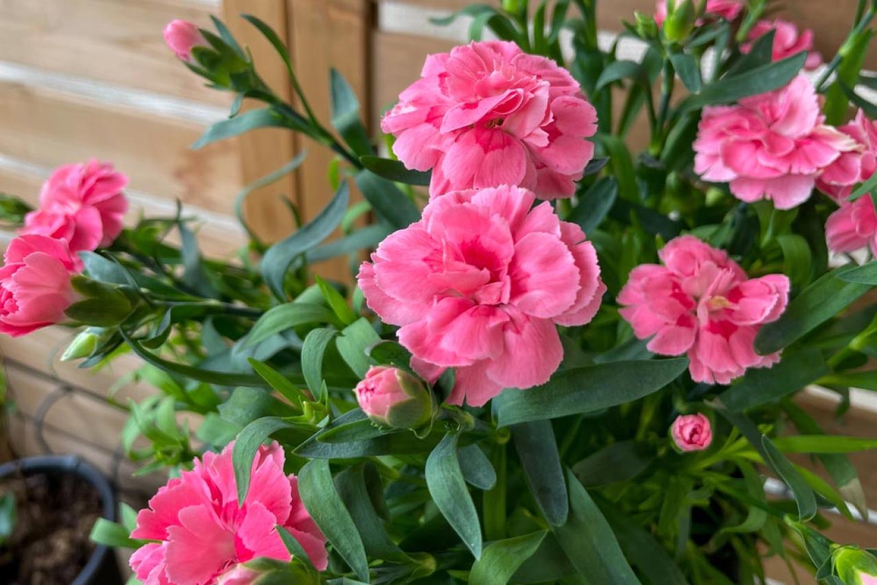 【ガーデニング】カーネーションはコスパ抜群の多年草！？「母の日」の花を長く楽しむ育て方（画像2）